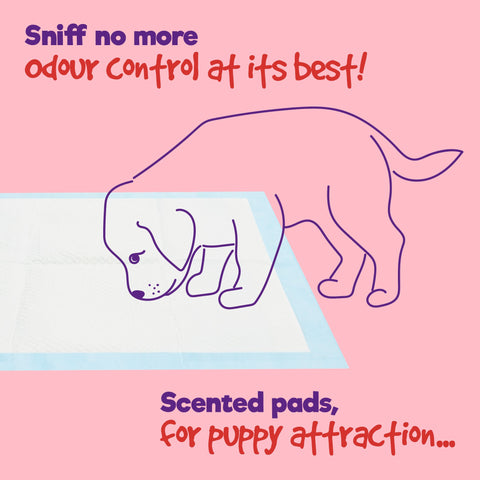 Puppy Dog/Kitten Toilet Training Pads - Pack of 50 Large
